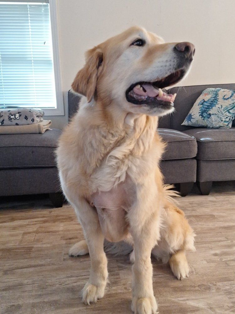 Senior Dog Care