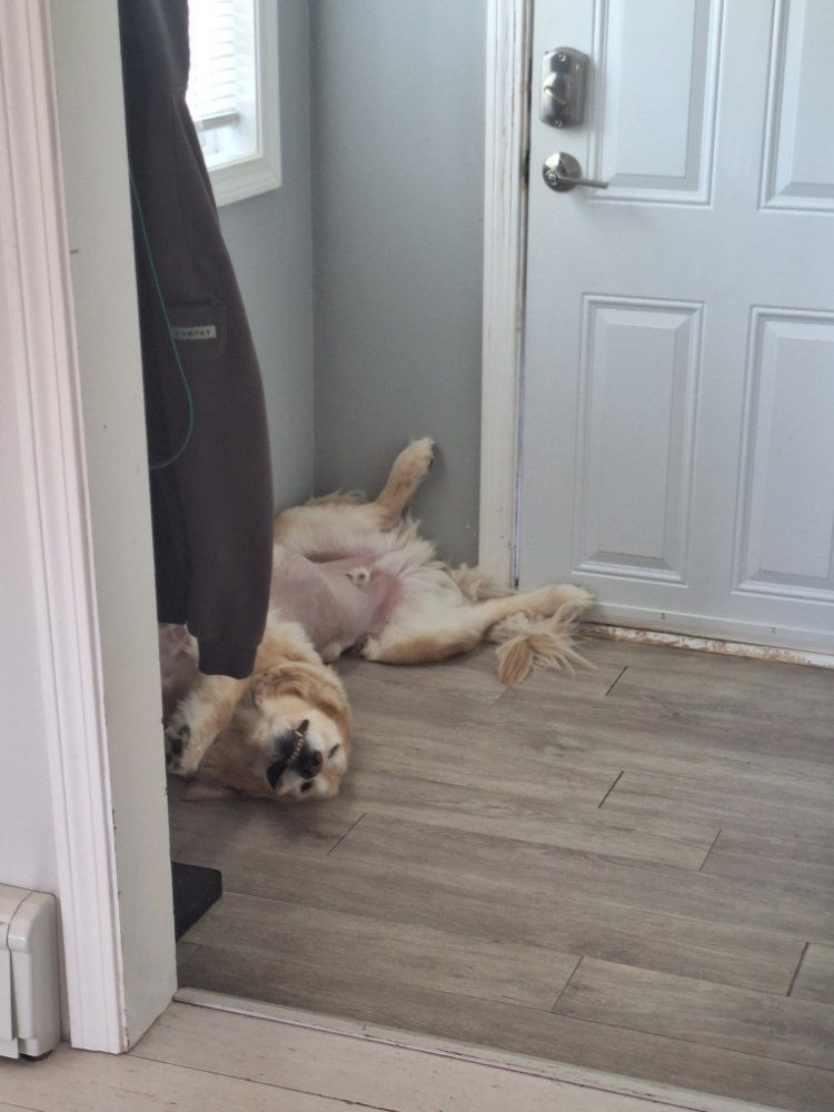 Dog Sitting
