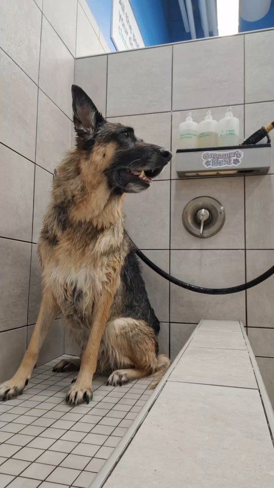 In-Home Pet Sitting